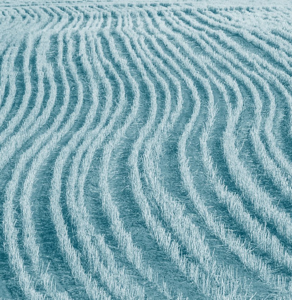 waves field